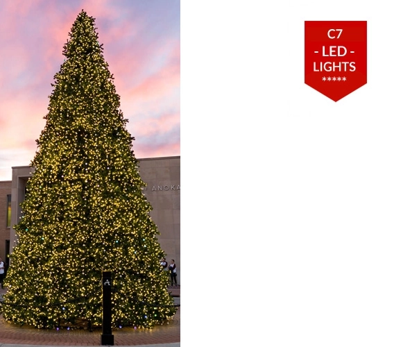 Giant Sequoia C7 LED Lights